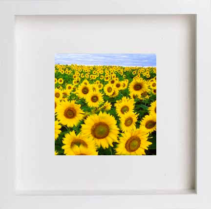 France Dordoigne Sunflowers 0270 in White frame, premium wall art print