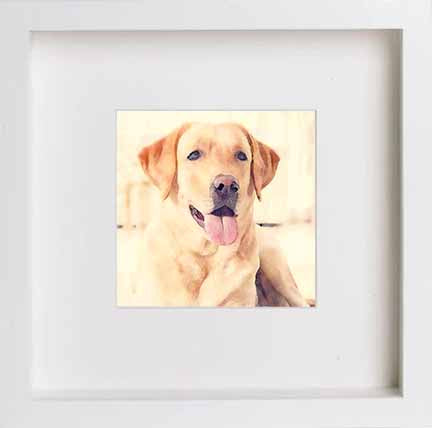 Pets Labrador 0273 in White frame, premium wall art print
