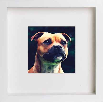 Pets Staffordshire Bullterrier 0277 in White frame, premium wall art print