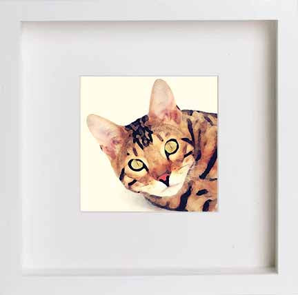 Pets Bengal Cat 0278 in White frame, premium wall art print