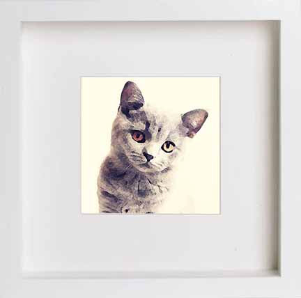 Pets British Shorthair Cat 0279 in White frame, premium wall art print