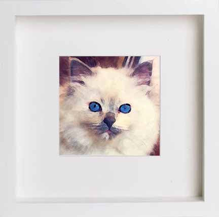 Pets Ragdoll Cat 0281 in 23cm x 23cm x 4.5cm frame, premium wall art print