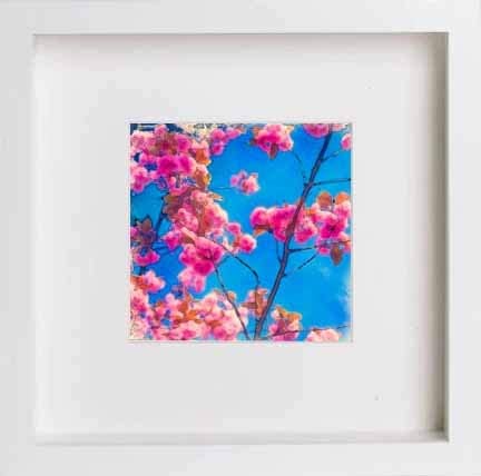 Cherries in White frame, premium wall art print