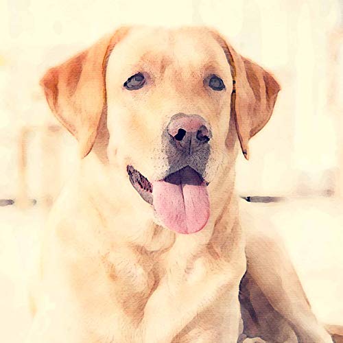 L Lumartos Labrador