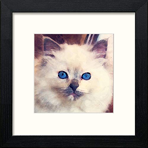 Ragdoll Cat in Black Wood frame, premium wall art print