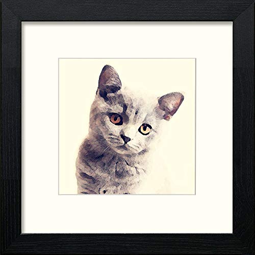 British Shorthair Cat in Black Wood frame, premium wall art print