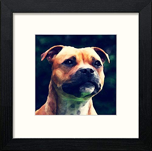 Staffordshire Bullterrier in Black Wood frame, premium wall art print