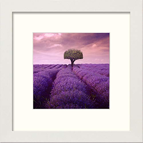 L Lumartos Lavendar Field