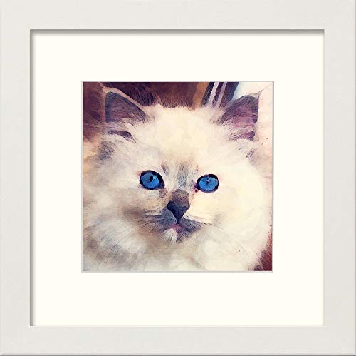 L Lumartos Ragdoll Cat