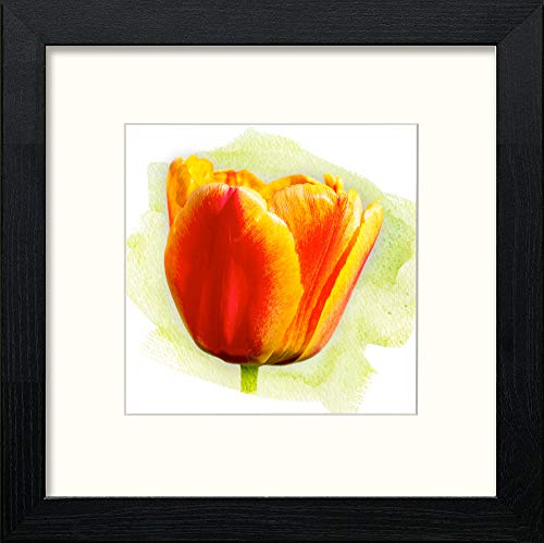 L Lumartos Tulip