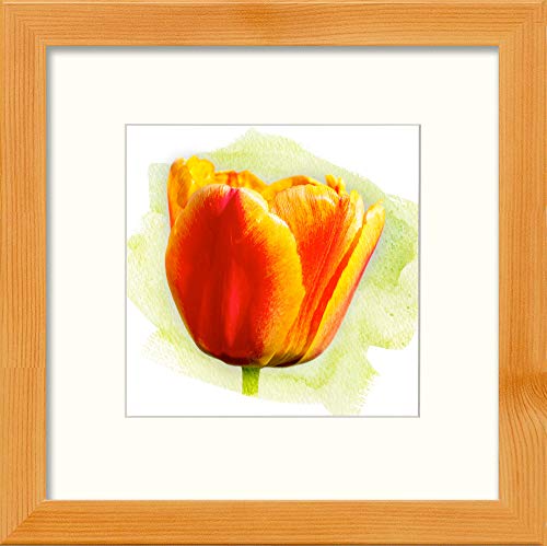 L Lumartos Tulip