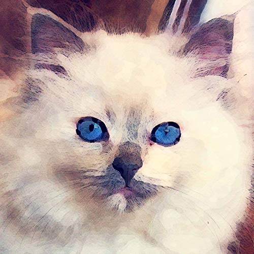 L Lumartos Ragdoll Cat