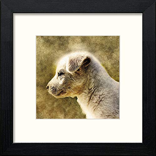 Young Pup in Black Wood frame, premium wall art print