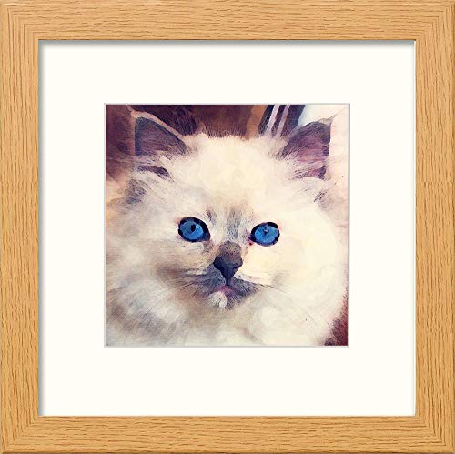 L Lumartos Ragdoll Cat