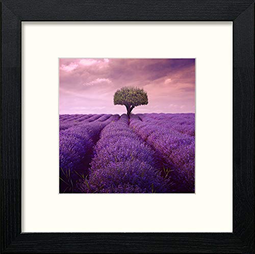 Lavendar Field in Black Wood frame, premium wall art print
