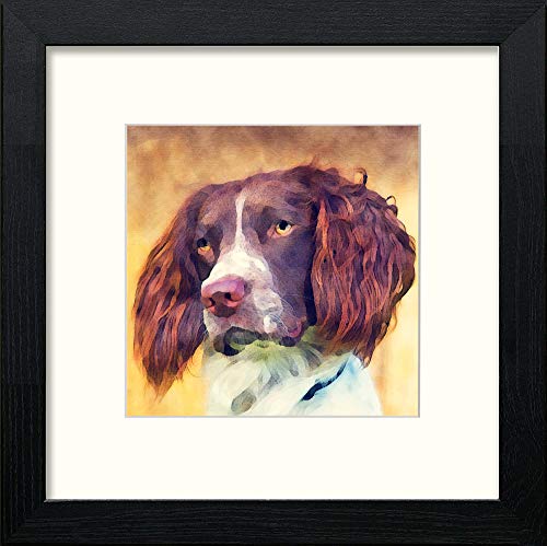 English Springer Spaniel in Black Wood frame, premium wall art print