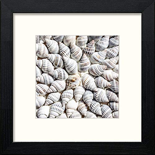 Shells in Black Wood frame, premium wall art print