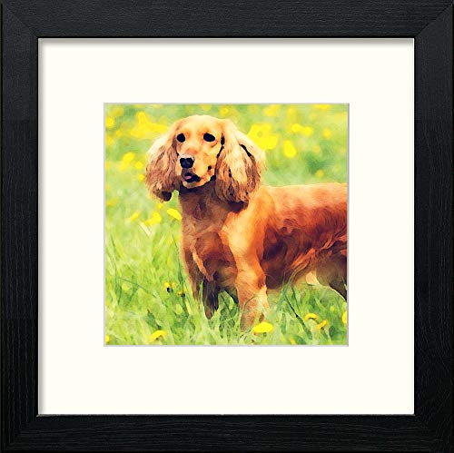 Cocker Spaniel in Black Wood frame, premium wall art print