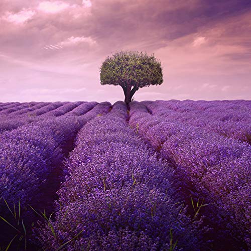 L Lumartos Lavendar Field