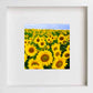 L Lumartos France Dordoigne Sunflowers 0270