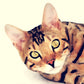 L Lumartos Pets Bengal Cat 0278