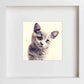 L Lumartos Pets British Shorthair Cat 0279