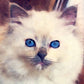 L Lumartos Pets Ragdoll Cat 0281