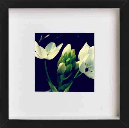 L Lumartos Vintage White Iris Flower
