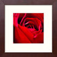 L Lumartos Vintage Red Red Rose