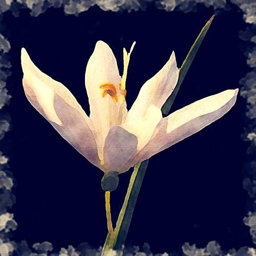 L Lumartos White Flower
