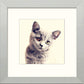 L Lumartos British Shorthair Cat