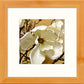 L Lumartos Orchids