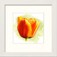 L Lumartos Tulip