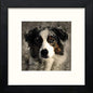 Shep in Black Wood frame, premium wall art print