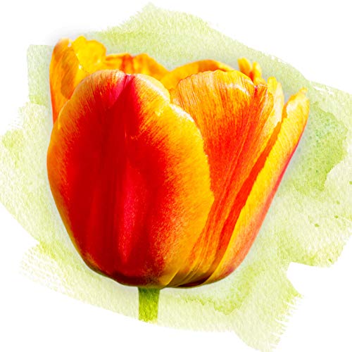 L Lumartos Tulip