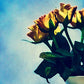 L Lumartos Vintage Yellow Roses