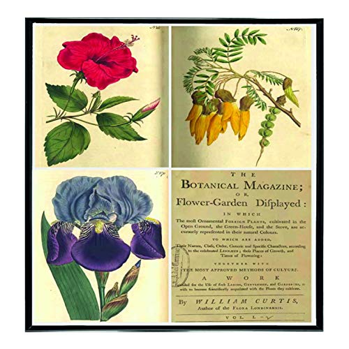 L Lumartos Vintage Botanical Poster