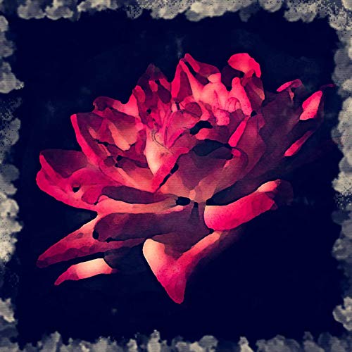 L Lumartos Scarlet Rose