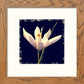 L Lumartos White Flower