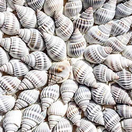 L Lumartos Shells