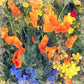 L Lumartos Collage Of Wild Flower