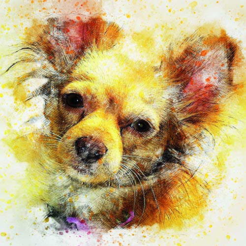 L Lumartos Chihuahua