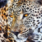 L Lumartos Leopard